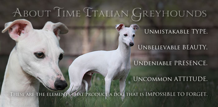all white italian greyhound