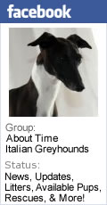About Time Italian Greyhounds
