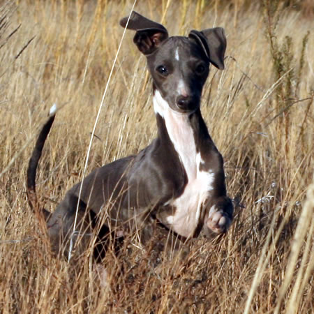 ItalianGreyhound%20Moment%202.jpg