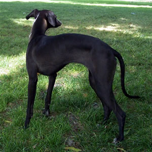 About Time Italian Greyhounds - Renee